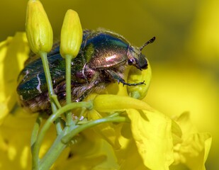 Green Rose Chafer, in latin Cetonia Aurata