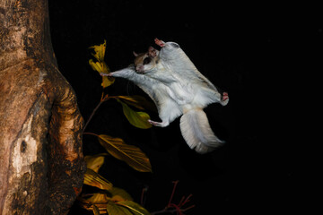 Southern Flying Squirrel gliding to cavity taken in southern MN taken under controlled conditions