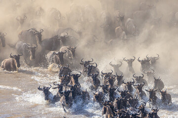 1000 Wildebeests - obrazy, fototapety, plakaty