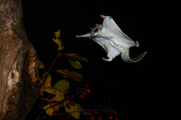 Southern Flying Squirrel gliding to cavity taken in southern MN