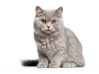 Fototapeta premium Selkirk Cat, Studio Shot Isolated on Clear Background, Generative AI