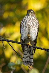 Sharp-shinned Hawk juvenile taken in northern MN