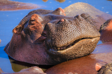 Hippo enjoying a sunbath