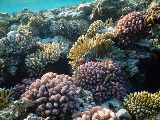 Red Sea wonderful coral reef life - 684277240