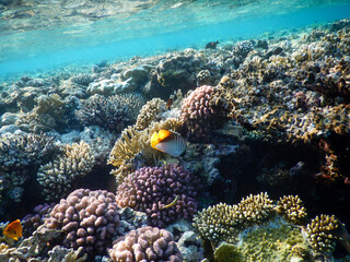 Fototapeta na wymiar Red Sea wonderful coral reef life