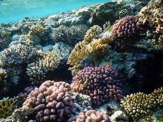 Naklejka na ściany i meble Red Sea wonderful coral reef life
