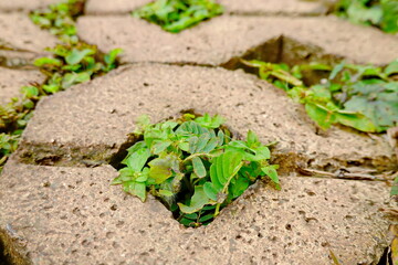 green clover growing through a hole in a concrete wall, closeup of photo