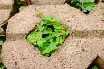 green clover growing through a hole in a concrete wall, closeup of photo