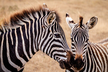 Close up zebra mama with foal