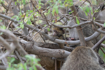 Young baboon