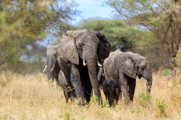 Obraz premium Elephant group on the way