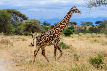 Walking Giraffe