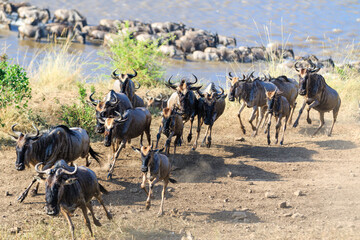 Fototapeta na wymiar Great Migration Mara River