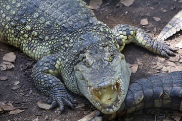 Close up crocodile is action show head in garden