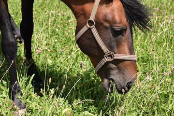 Pferd auf einer Wiese frisst Gras