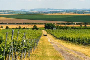 Fototapeta na wymiar Vineyards around Znojmo, South Moravia. Famous wine region of Czech Republic