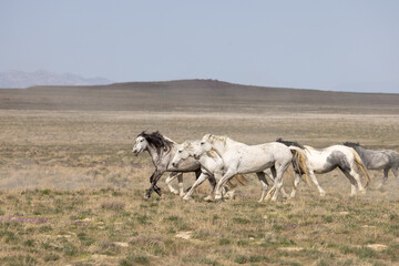 Fototapeta premium Wild Horses in Springtime in the Utah Desert