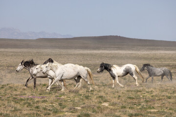 Obraz premium Wild Horses in Springtime in the Utah Desert