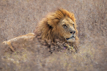 Lioness on a tree © Claus
