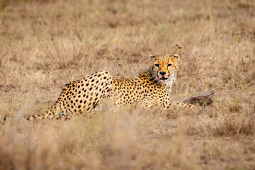 Cheetah with hunting prey
