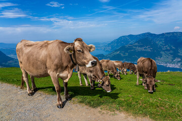 House cows grazing in the Swiss mountains.