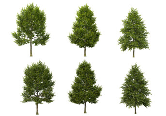 Variety of tall trees on transparent background