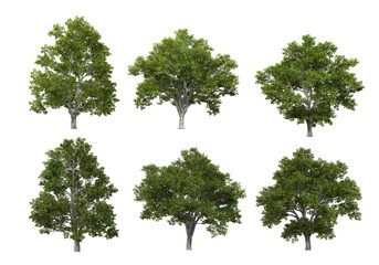 Variety of tall trees on transparent background