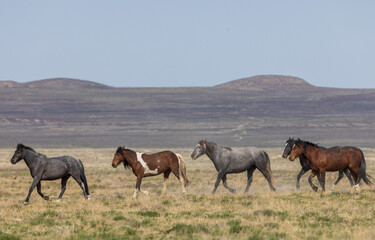 Wild Horses in Springtime in the Utah Desert