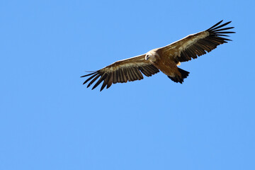 Vautour fauve - Gyps fulvus
