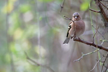 Pinson des arbres - Fringilla coelebs - passereaux