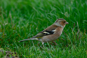 Pinson des arbres - Fringilla coelebs - passereaux