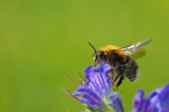 abeilles - anthophila - hym&eacute;nopt&egrave;res,
