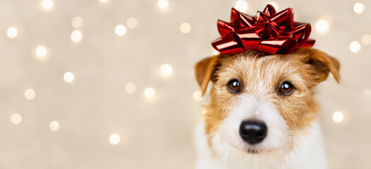 Happy holiday new year dog puppy face with a gift bow on her head and christmas lights on the background. Web banner.