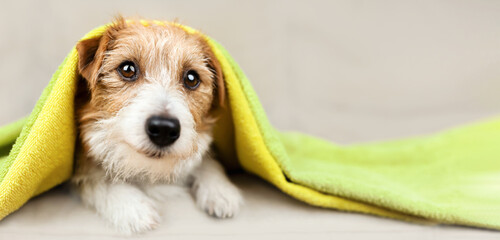 Face of a cute happy dog puppy with towel on her head after bath. Pet care and cleaning, grooming banner. - obrazy, fototapety, plakaty