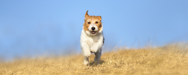 Happy dog puppy running. Walking with pet on blue sky background, web banner with copy space.