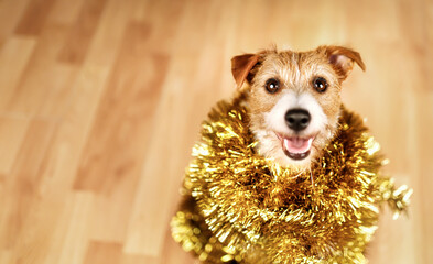 Funny happy christmas new year pet dog puppy smiling in golden garland decoration. Holiday party background.