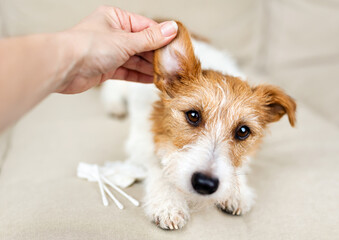 Owner's hand checking and cleaning her healthy dog's ear. Pet care banner.