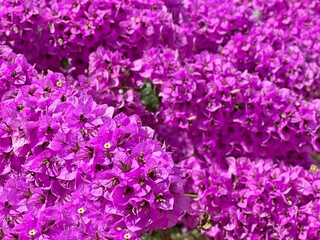 Bougainvillea pink purple flowers