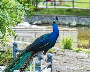 Beautiful blue Peacock in Casilda Iturrizar parque in the city center of Bilbao, Basque country, Spain