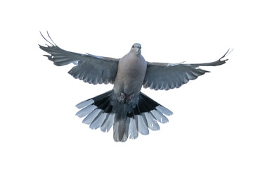 Pigeon bird full body front view isolated on transparent background
