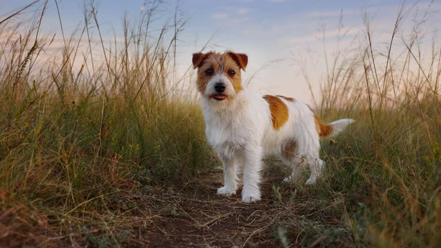 Cute happy dog puppy listening in the meadow grass. Outdoor nature walking, hiking, travelling with pet.