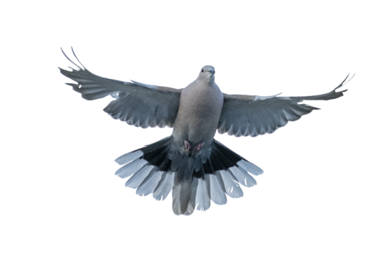 Pigeon bird full body front view isolated on transparent background