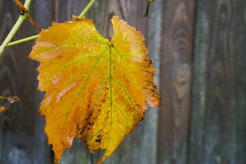 Gelb-braunes nasses Laubblatt vor grau-braunem Lattenholzzaun bei Regen am Nachmittag im Herbst