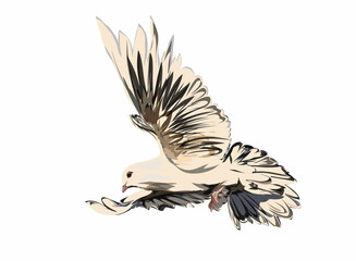 a pigeon who is flapping its wings, with a white background