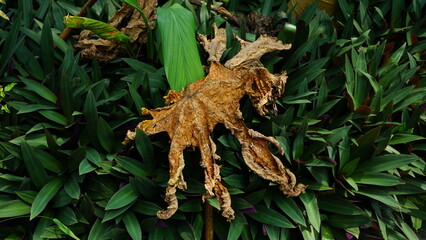 Obraz premium Dried leaves and fresh