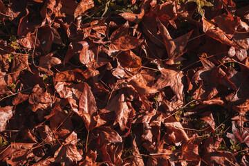 Fallen leaves in the fall season. 