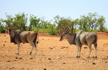 Two Large Eland (Taurotragus oryx), standing on the dry African plains in Etosha.  These are the...