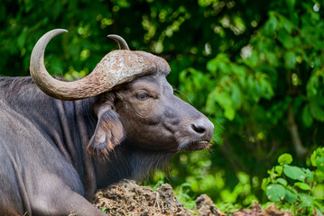 buffalo, a very aggressive animal 