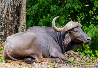 buffalo, a very aggressive animal 