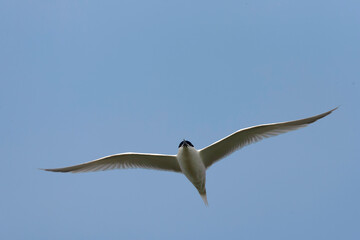 Sandwich Tern, Thalasseus sandvicensis